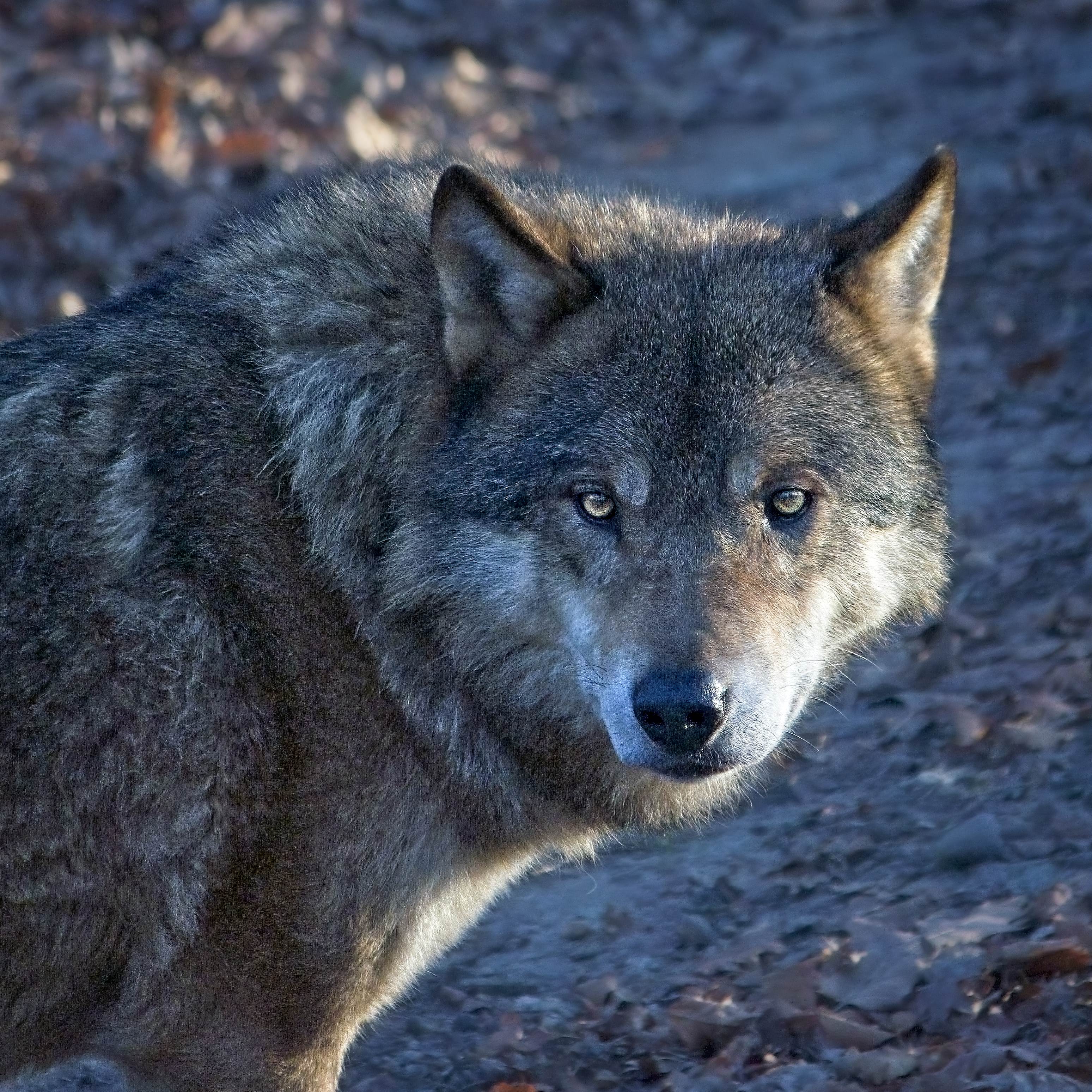 Klik om te vergroten