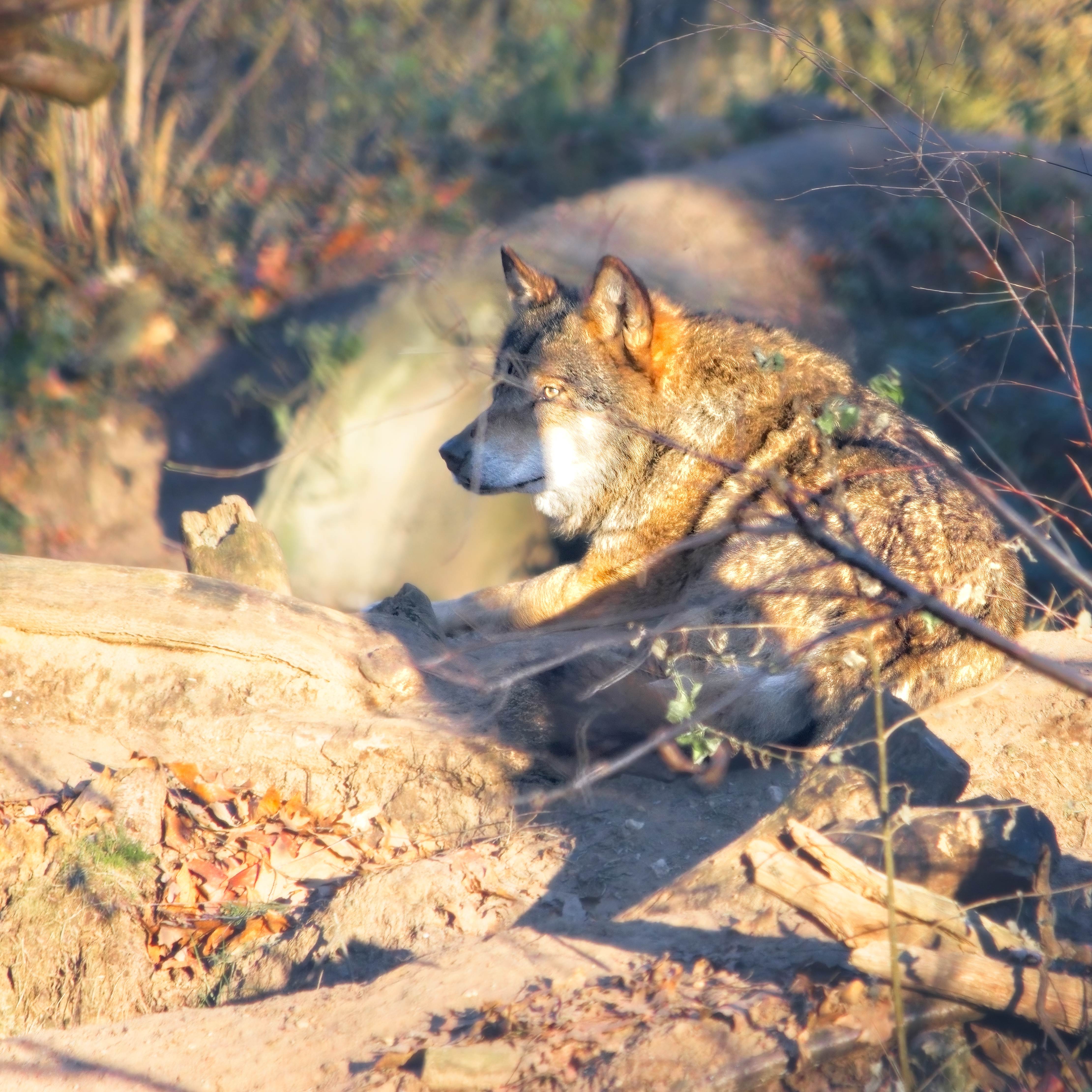 Klik om te vergroten