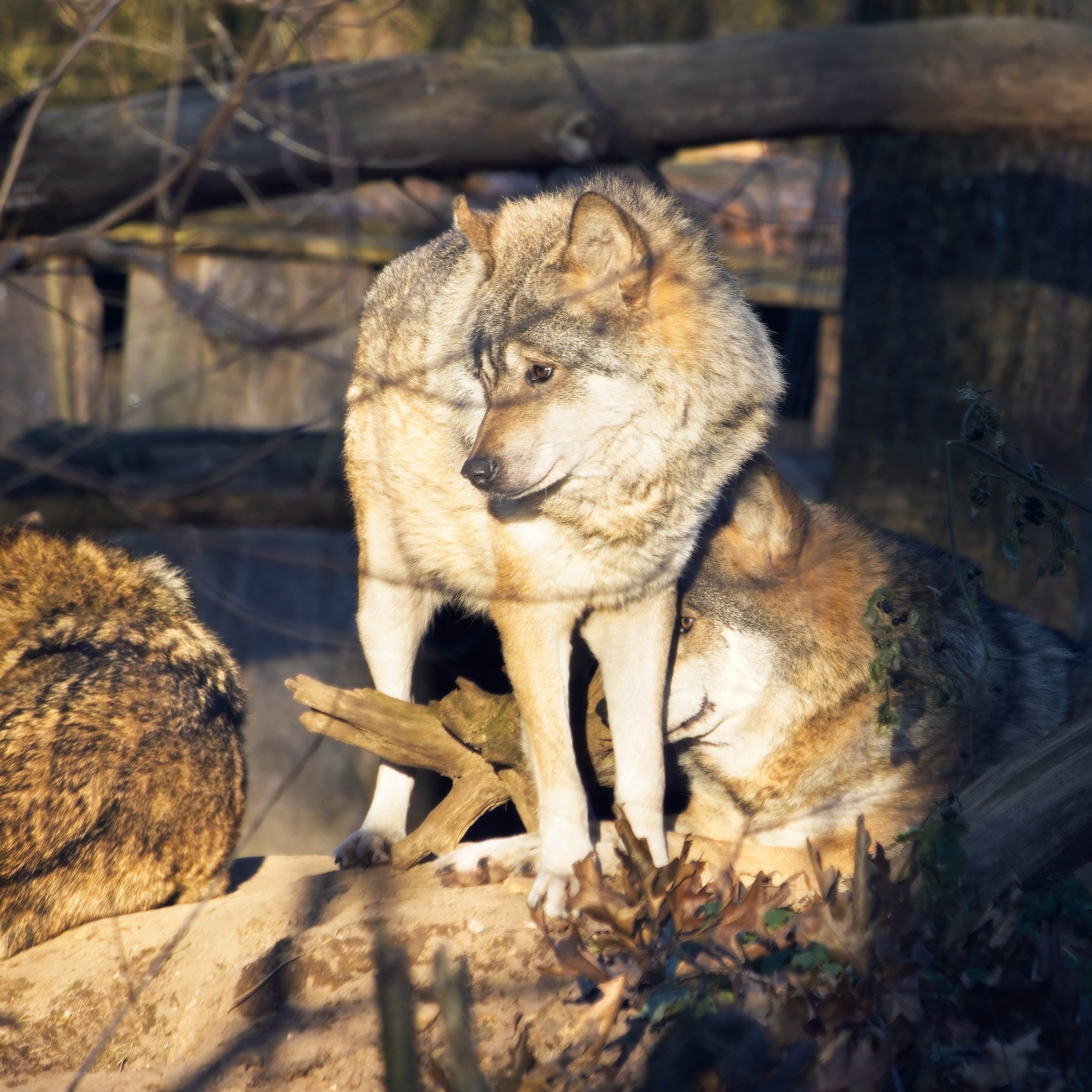 Het Sociale Leven van de Wolf