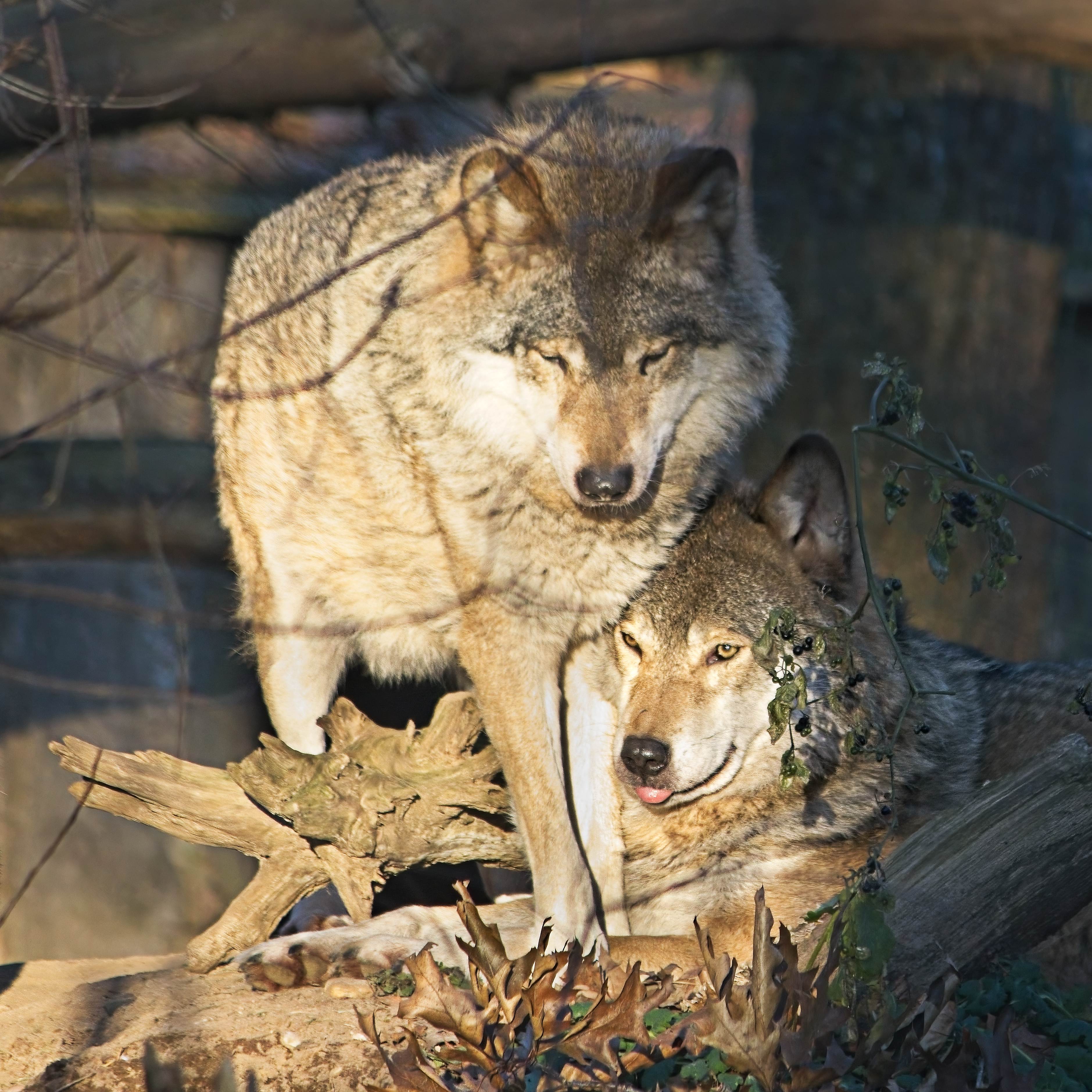 Klik om te vergroten