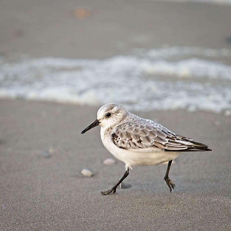 Klik om te vergroten